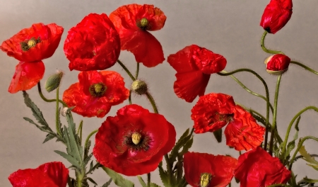 Poppy Flowers - nature, pretty, flower, poppy