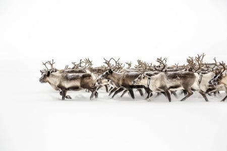 Lost in White - Migrating reindeer, Sami reindeer herders, Sweden, Lost, White