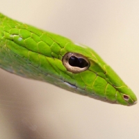 BEAUTIFUL GREEN SNAKE