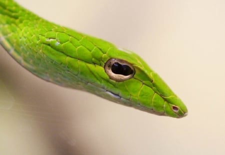 BEAUTIFUL GREEN SNAKE - REPTILE, SNAKE, GREEN, PRETTY