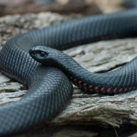 RED BELLIED BLACK SNAKE