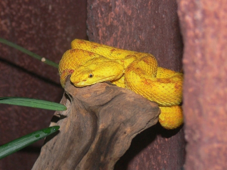 EYELASH VIPER