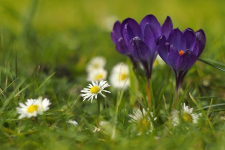 Beautiful Flowers - nature, crocuses, flowers, purples