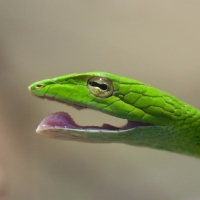 GREEN SNAKE YAWNING