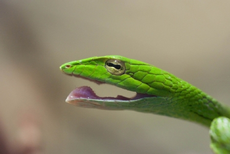 GREEN SNAKE YAWNING - snake, pretty, reptile, green