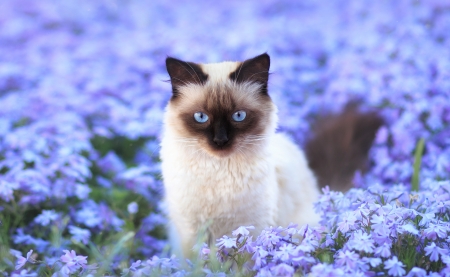 Spring Beauties - field, flowers, cat, spring