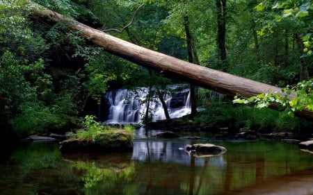 Enchanting Forest Waterfalls