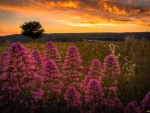 Meadow at Sunset