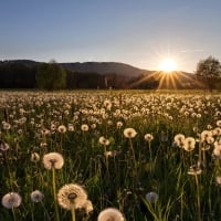 Sunrise over Dandelion Field