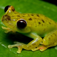 SPOTTY YELLOW FROG