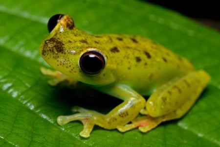 SPOTTY YELLOW FROG - cute, yellow, frog, spotty