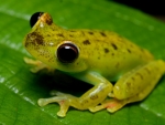 SPOTTY YELLOW FROG