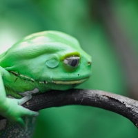 BIG GREEN FROG