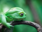 BIG GREEN FROG