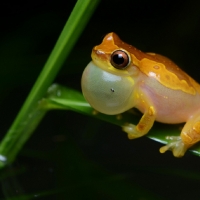 CROAKING YELLOW FROG