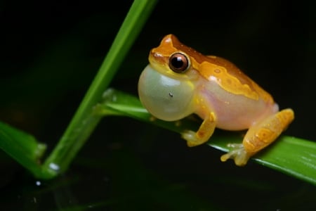 CROAKING YELLOW FROG - croaking, frog, yellow, stem