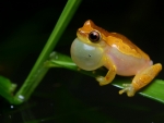 CROAKING YELLOW FROG