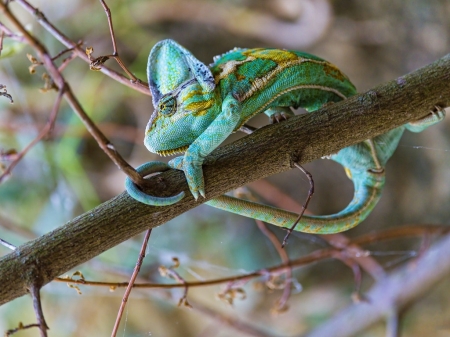 PRETTY CHAMELEON LIZARD - lizard, pretty, reptile, green