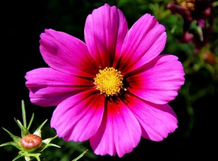 BEAUTIFUL PINK COSMOS - pretty, flower, pink, cosmos