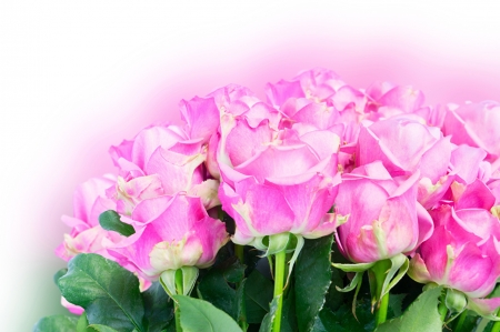 Roses - Pink, Petals, Flowers, Roses