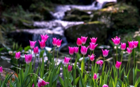 Pink Tulips - nature, tulip, pretty, waterfall