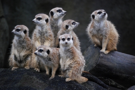 MEERKAT FAMILY - CUTE, FAMILY, IMAGE, MEERKAT