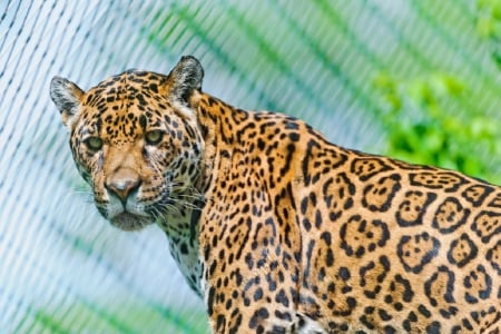 WATCHING LEOPARD - ANIMAL, LEOPARD, BIG, CAT