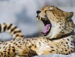 YAWNING CHEETAH