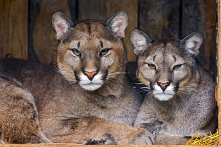 PAIR OF MOUNTAIN LIONS - PAIR, CATS, BIG, ANIMALS