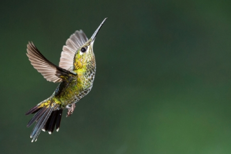 FLYING HUMMINGBIRD - ANIMAL, IMAGE, HUMMINGBIRD, BIRD