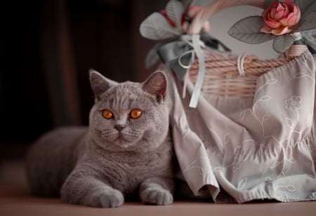 Cute british cat - fluffy, basket, british, cute, adorable, sweet, cat