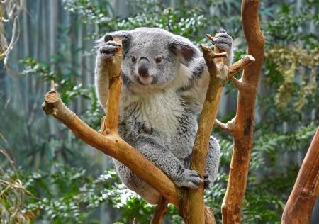 Cute koala - forest, cute, sweet, adorable, australia, bear, koala, tree, trees, exotic