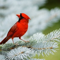 Cute Mini Red Bird