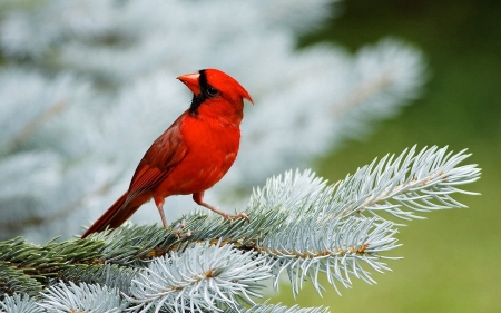 Cute Mini Red Bird - bird, branch, nature, red, cute