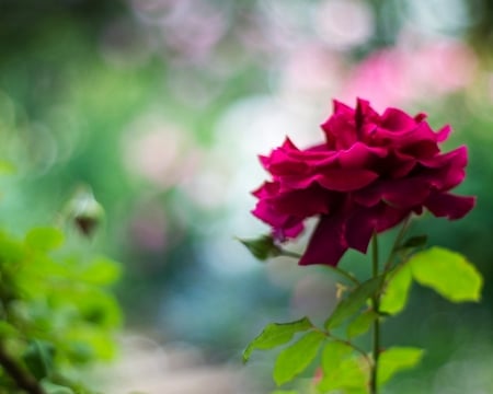 Purple Beauty - flowers, rose, nature, purple