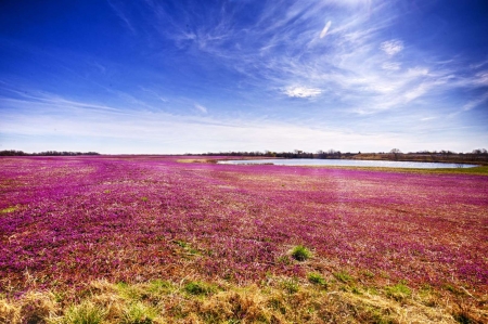 Lovely Flower Field - flowers, mountains, pink, sky