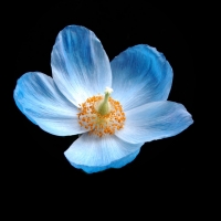 Blue Poppy