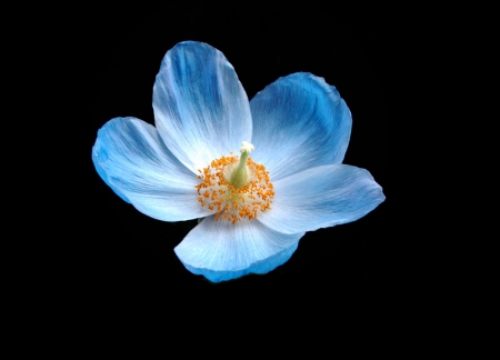 Blue Poppy - nature, blue, flower, poppy