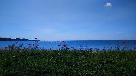 Sea horizon - horizon, beach, sea, light, flower, sand