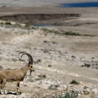 Ibex