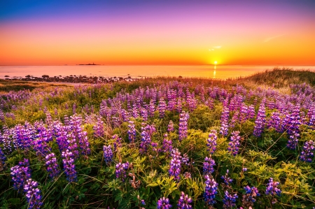 Sea sunrise - summer, coast, sunrise, reflection, sky, sunlight, water, beautiful, sea, sunshine, morning, lovely, dazzling, wildflowers, glow, colorful, rays, lupin