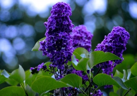 PURPLE LILACS - flowers, purple, pretty, lilac