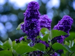 PURPLE LILACS