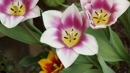 Tulip - magenta, tulips, 4k, churippu, violet, white, purple, tulipa gesneriana, 3840x2160, tulip, flowers, flower