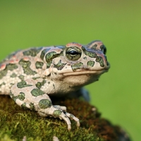 CAMMO FROG