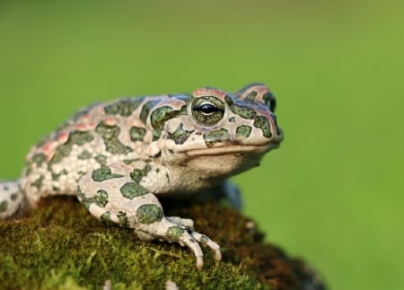 CAMMO FROG - ANIMAL, IMAGE, FROG, PRETTY