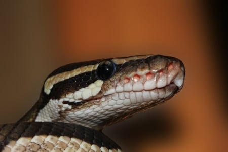 BALL PYTHON - ball, python, reptile, snake