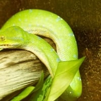 GREEN TREE PYTHON