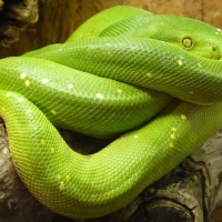 TREE PYTHON