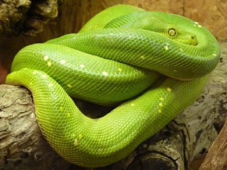 TREE PYTHON - green, tree, pretty, python